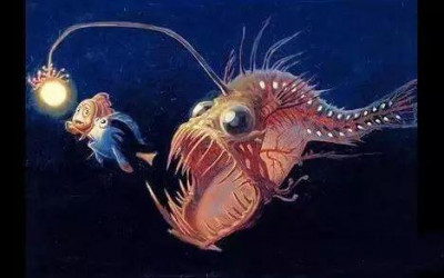 Anglerfish|The guy from the deep sea with a lantern on his head