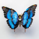150pcs steampunk blue morpho butterfly assembly model 150pcs steampunk blue morpho butterfly assembly model