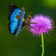 150pcs steampunk blue morpho butterfly assembly model 150pcs steampunk blue morpho butterfly assembly model