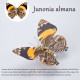 200pcs+ steampunk metal assembly butterfly caligo eurilochusa, kallima inachus & junonia almana