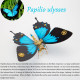 200pcs+ steampunk metal assembly butterfly morpho helena, papilio ulysses & dichorragia nesimachus