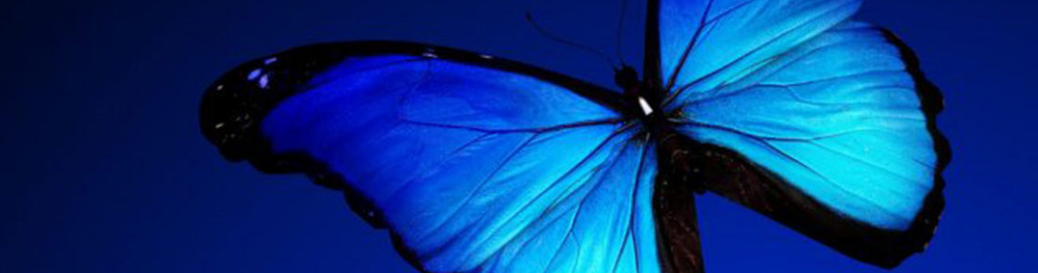 Blue Colored Butterflies