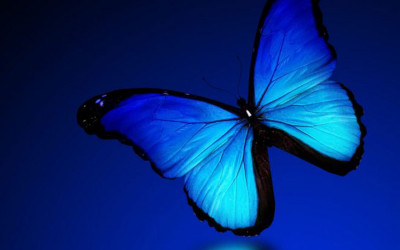 Blue Colored Butterflies