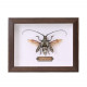 steampunk brown long-horned  beetle batocera horsfieldi bug insect