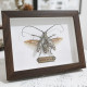 steampunk brown long-horned  beetle batocera horsfieldi bug insect