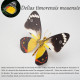 200pcs+steampunk metal assembly butterfly cnidocampa flavescens, hebomoia glaucipp & delias timorensis moaensis